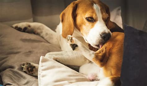 hunde lecken muschi|Hund leckt sich ständig im Genitalbereich: Ursachen & Lösung.